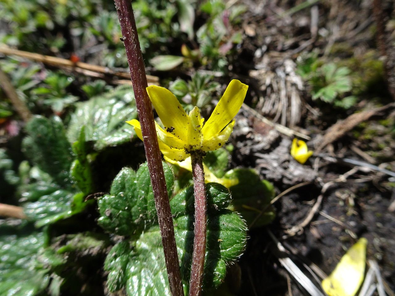 Ranunculus donianus flower
