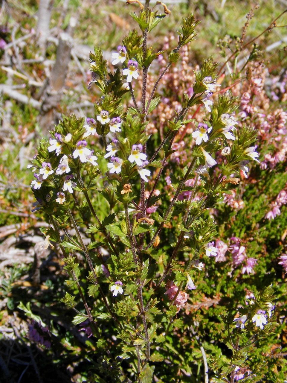 Euphrasia cebennensis — related species from the same genus