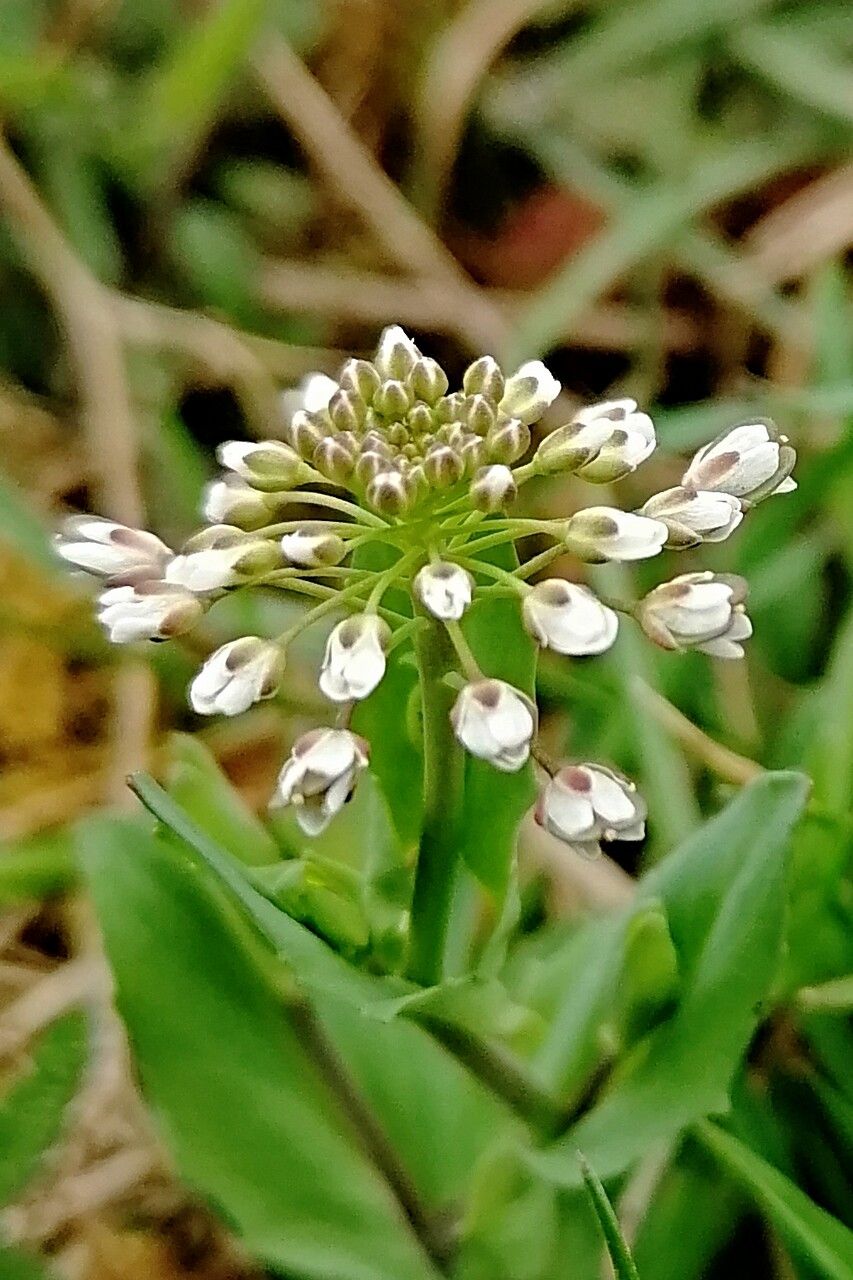 Noccaea perfoliata flower