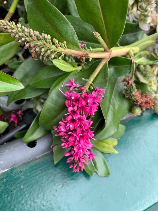 Veronica × andersonii flower