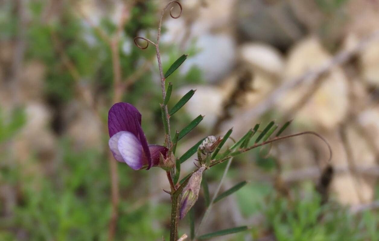Vicia peregrina flower