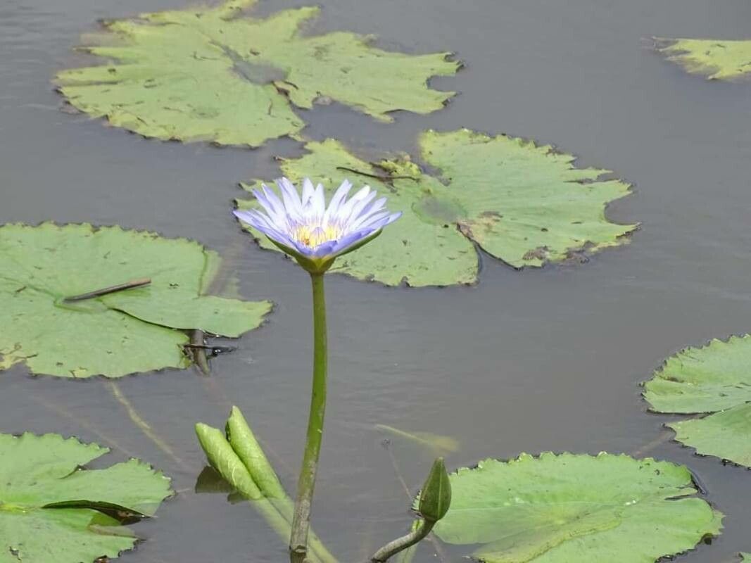 Nymphaea elegans — search result for 'Nymphaea'