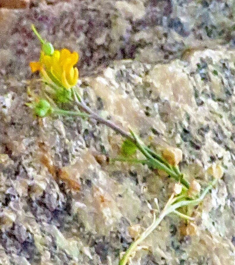 Physaria alpina flower