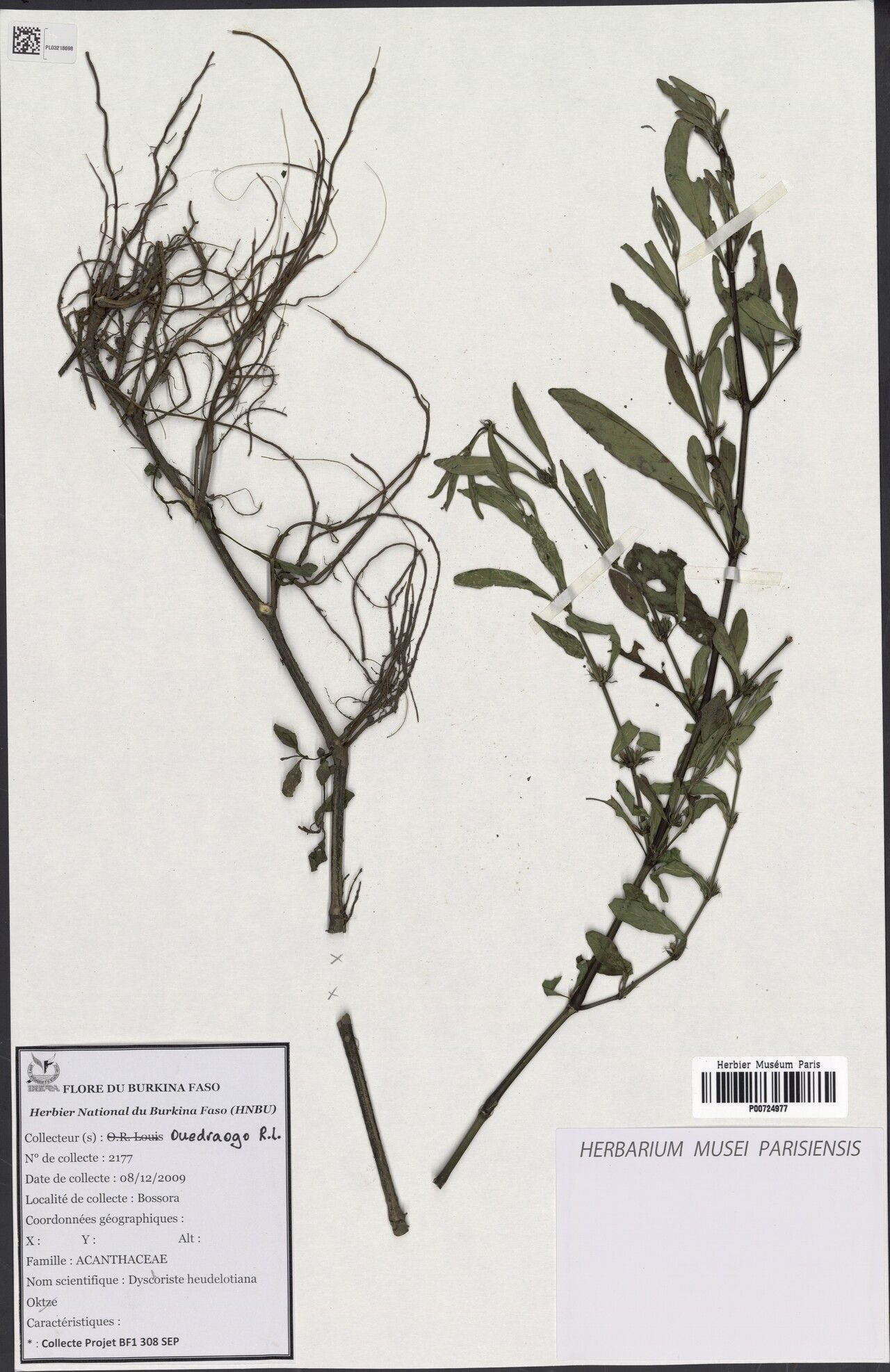 Dyschoriste heudelotiana — houseplant care guide