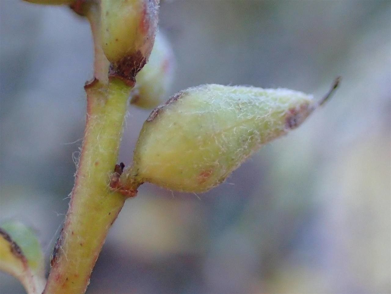 Salix pyrenaica fruit