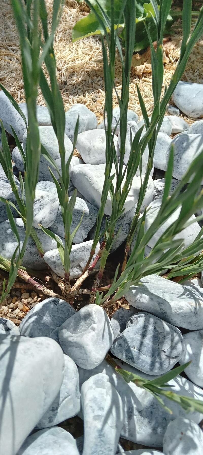 Dianthus knappii leaf