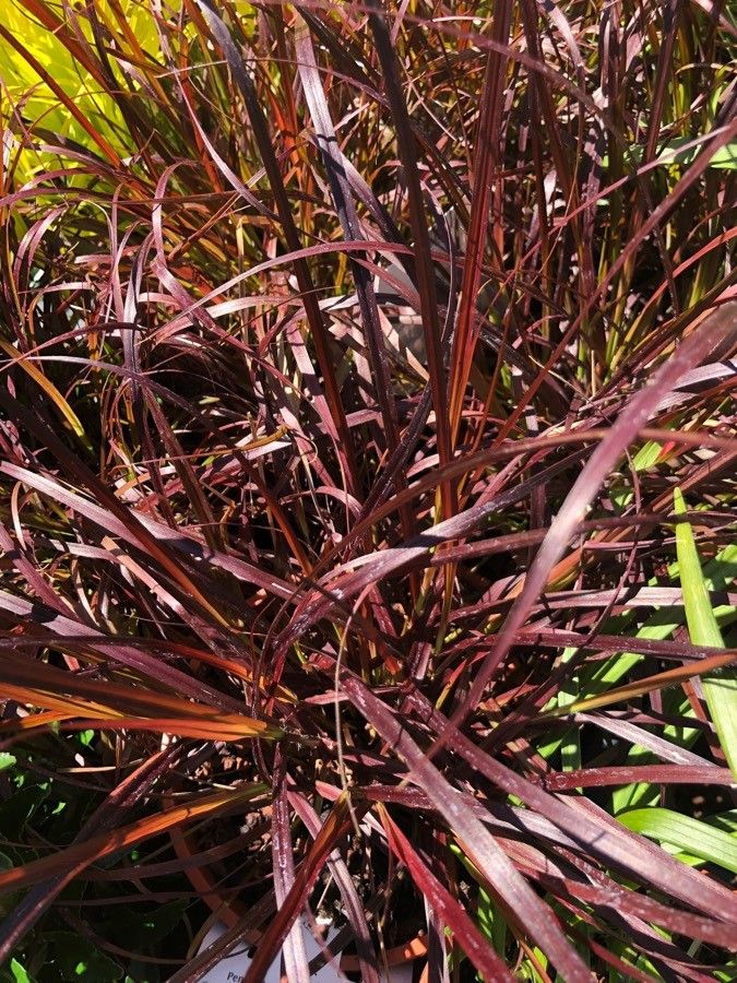 Pennisetum advena — related species from the same genus
