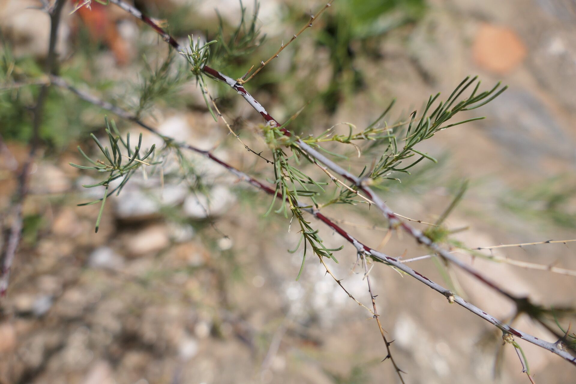 Asparagus nelsii habit