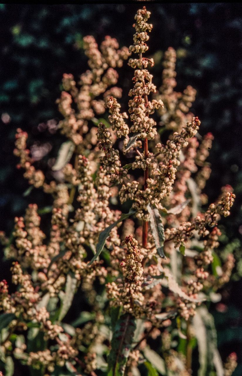Rumex rupestris fruit