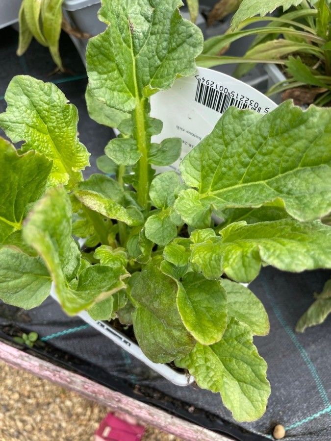 Francoa sonchifolia leaf