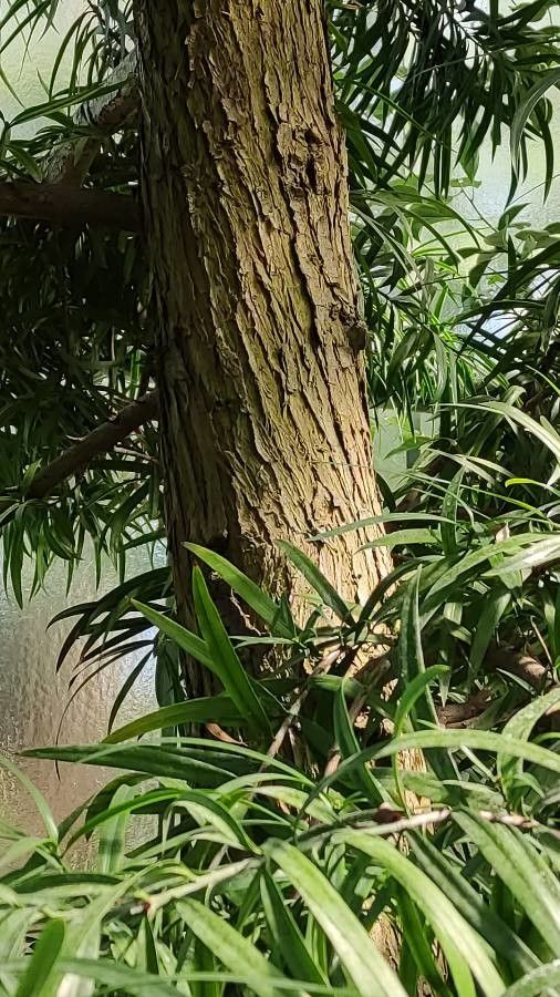 Podocarpus henkelii bark