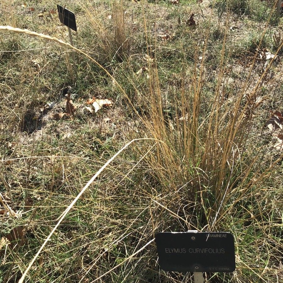 Elymus curvifolius