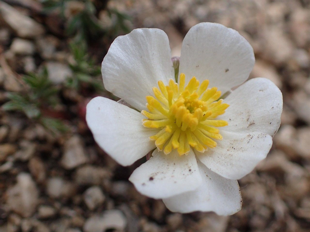 Ranunculus seguieri flower
