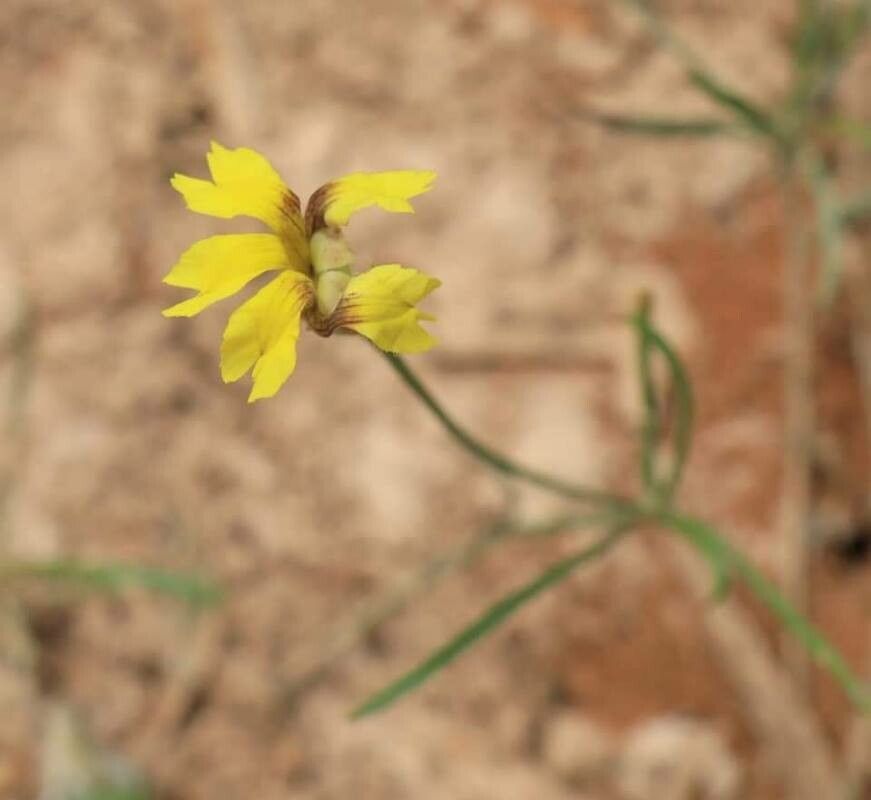Goodenia pinnatifida flower
