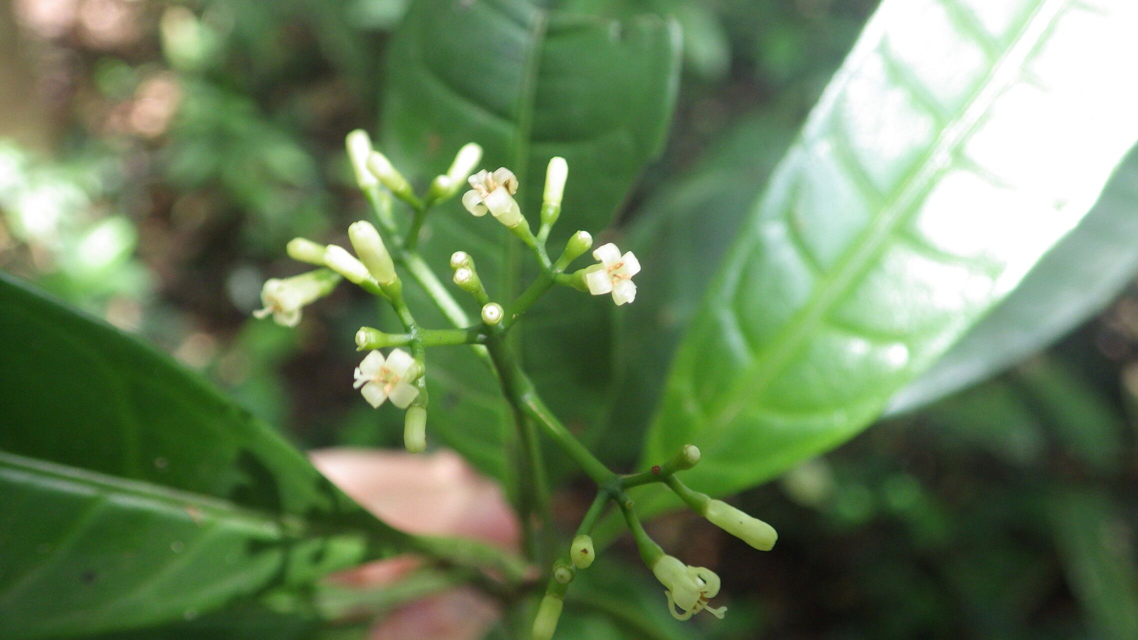 Psychotria viticoides flower