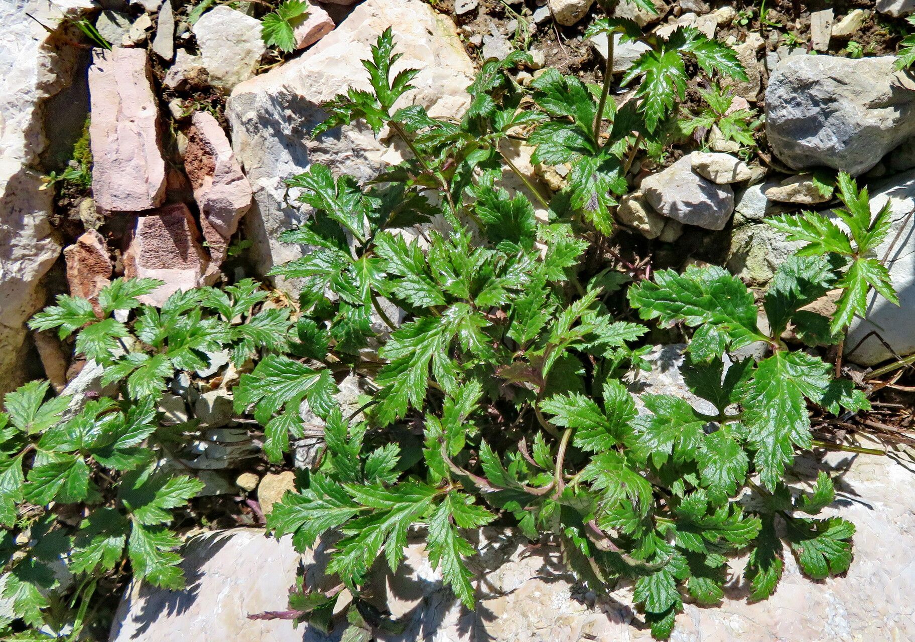 Eriocapitella rupicola leaf