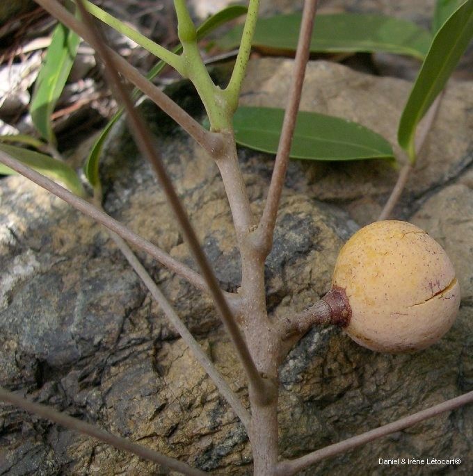 Dysoxylum bijugum fruit