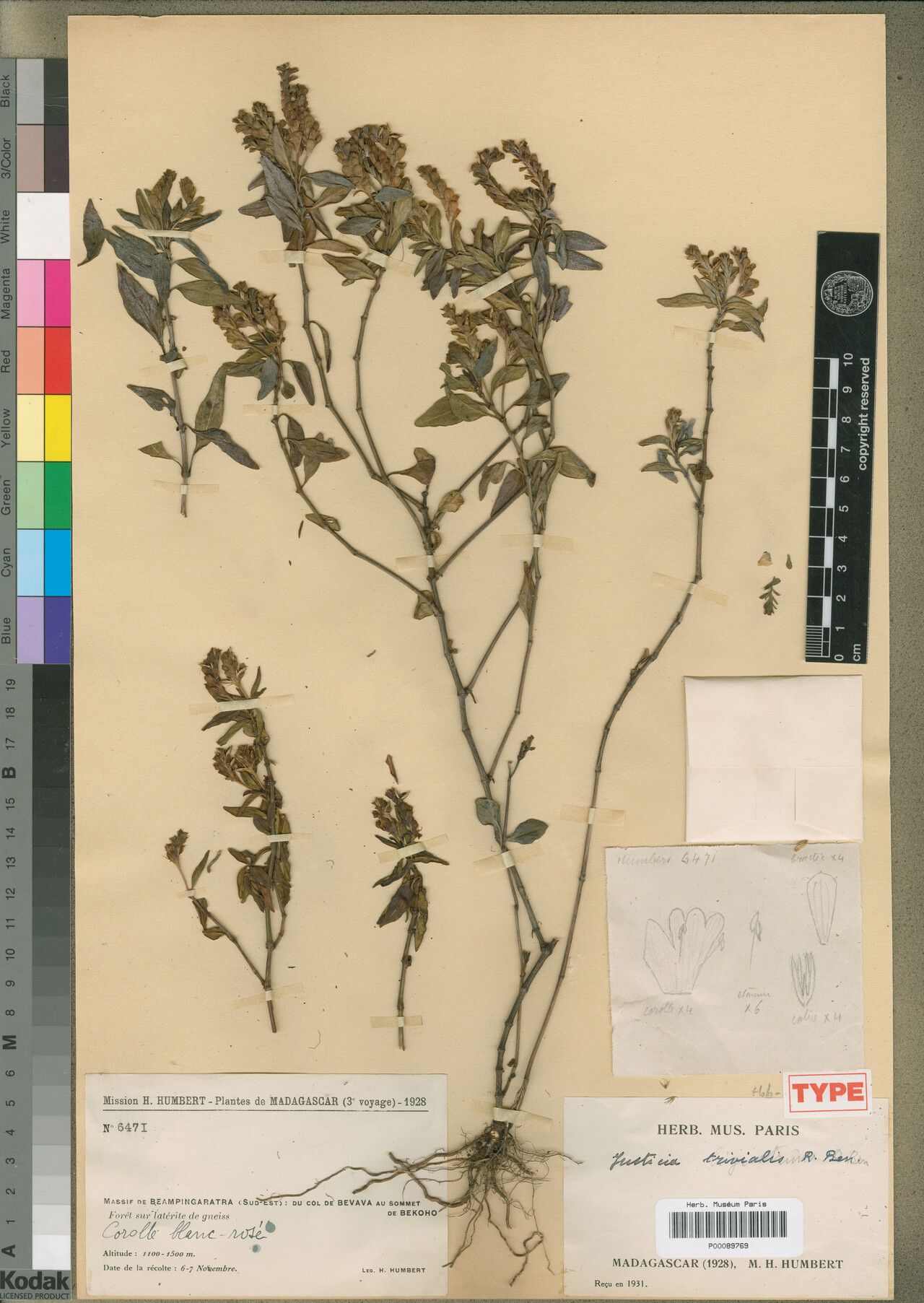 Justicia trivialis — houseplant care guide