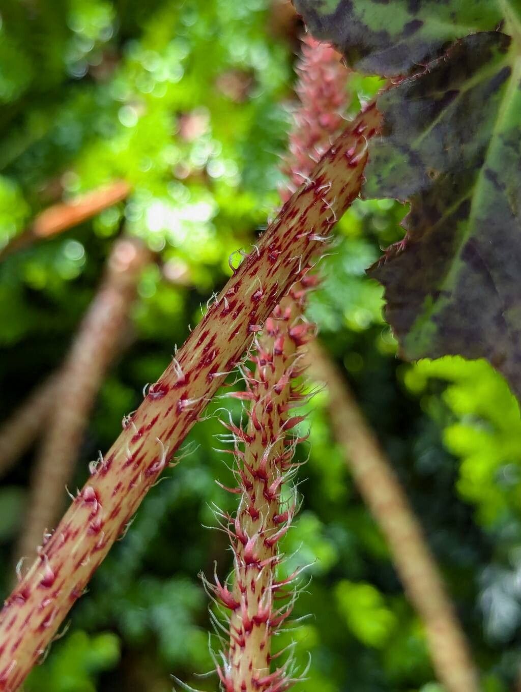 Begonia × fuscomaculata bark