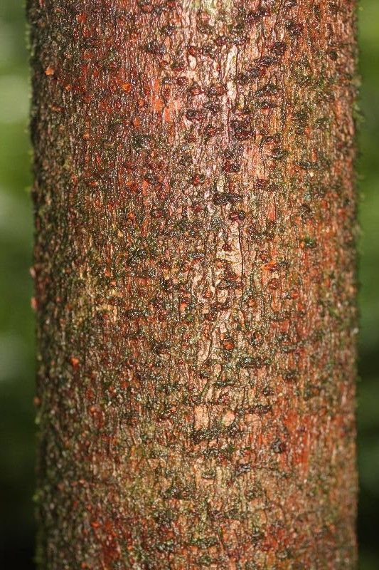 Theobroma subincanum bark