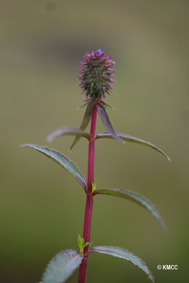 Coleus stenostachys habit