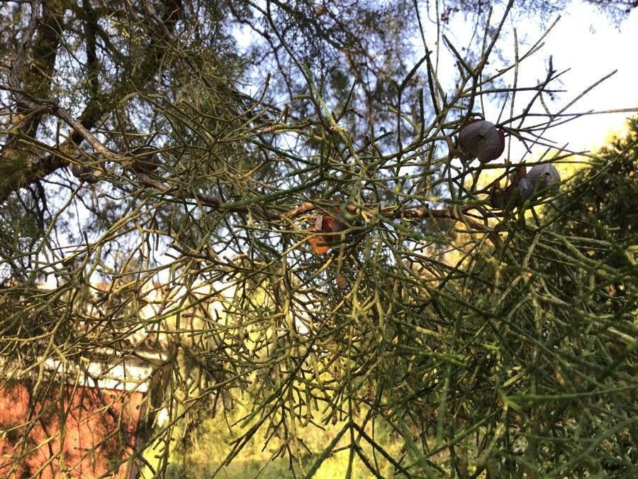 Tetraclinis articulata fruit