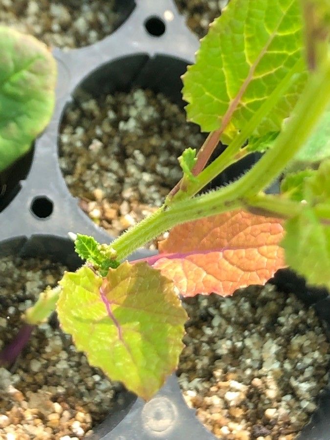 Crambe hispanica leaf