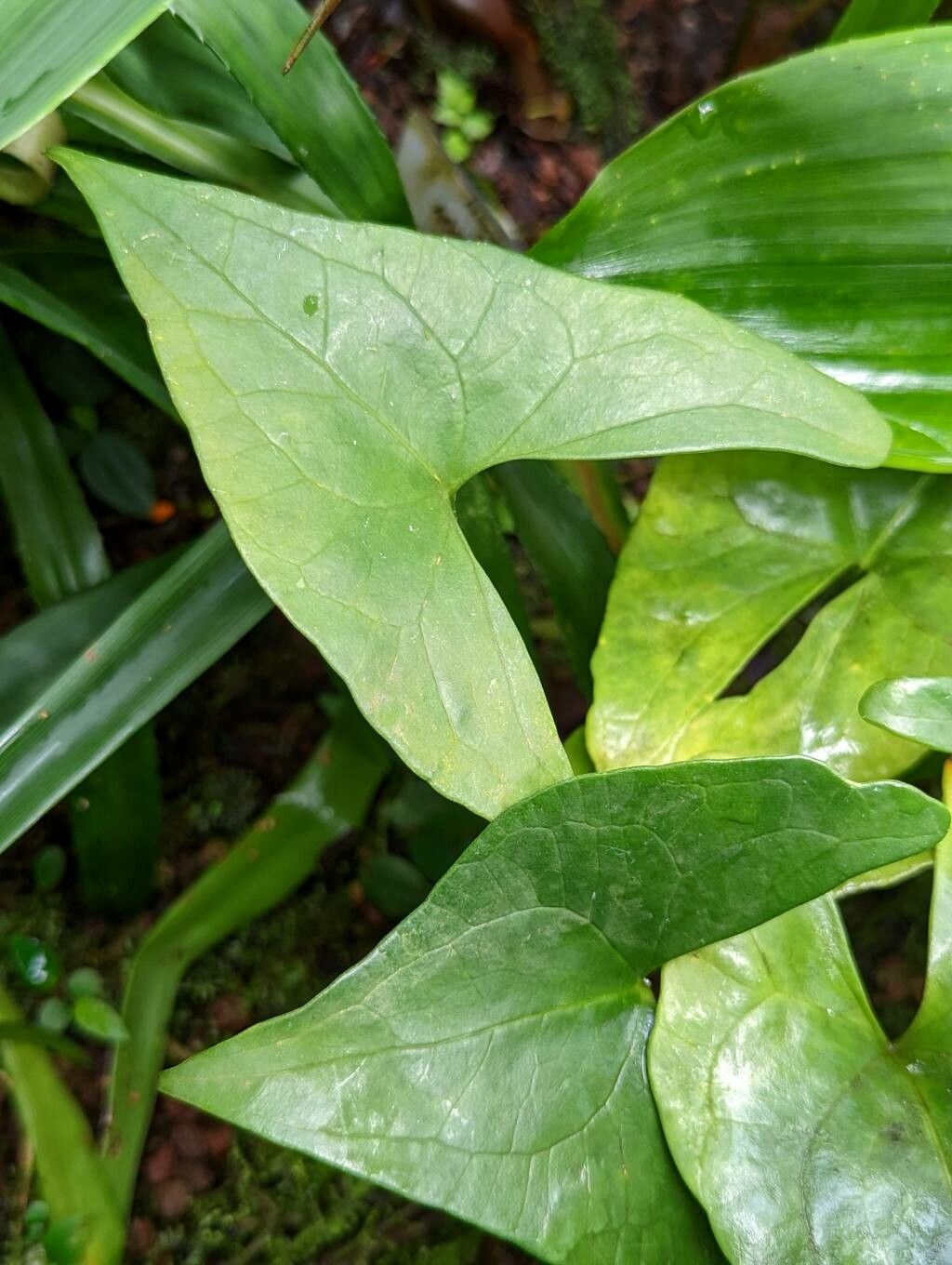 Anthurium berriozabalense — houseplant care guide