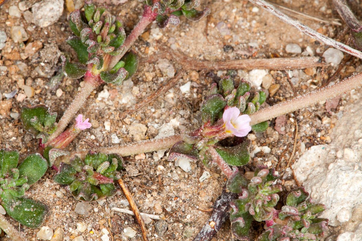 Frankenia pulverulenta flower