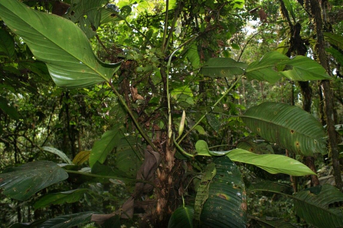 Philodendron asplundii habit