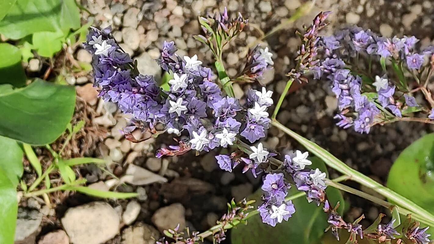 Limonium brassicifolium flower