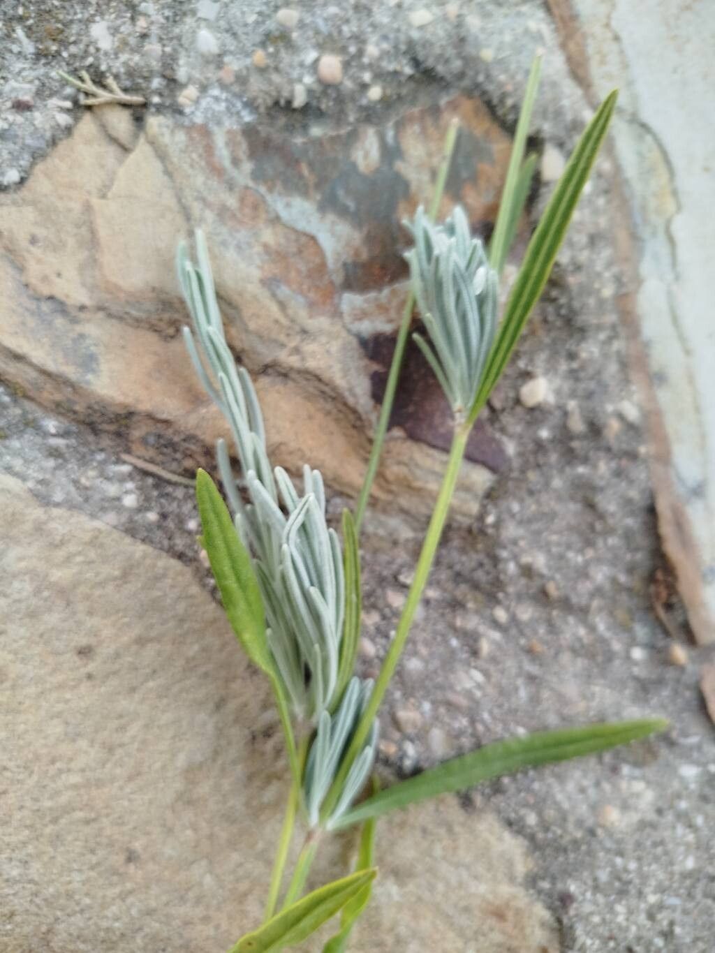 Lavandula × limae — search result for 'Lavandula'