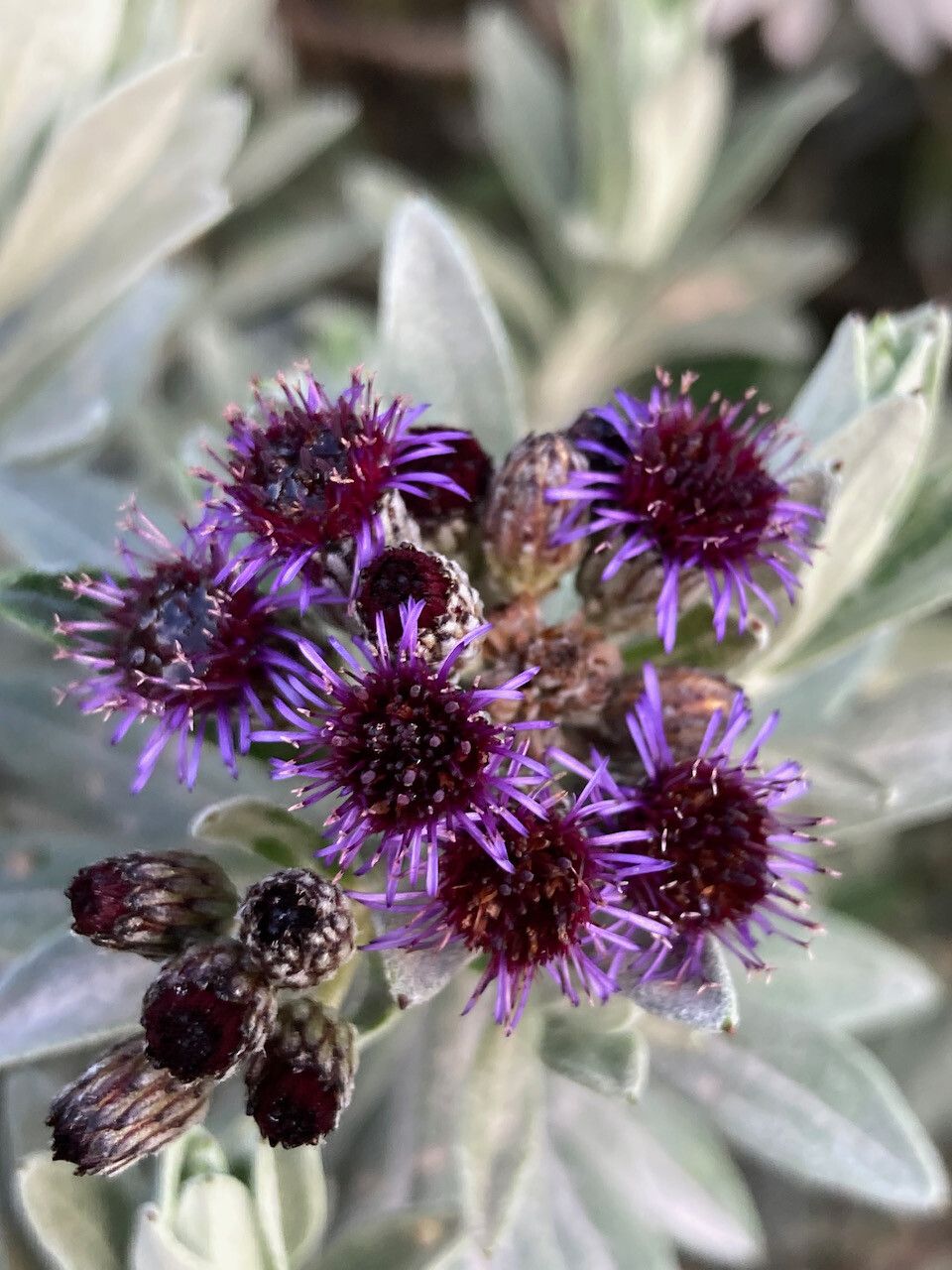 Diplostephium schultzii flower
