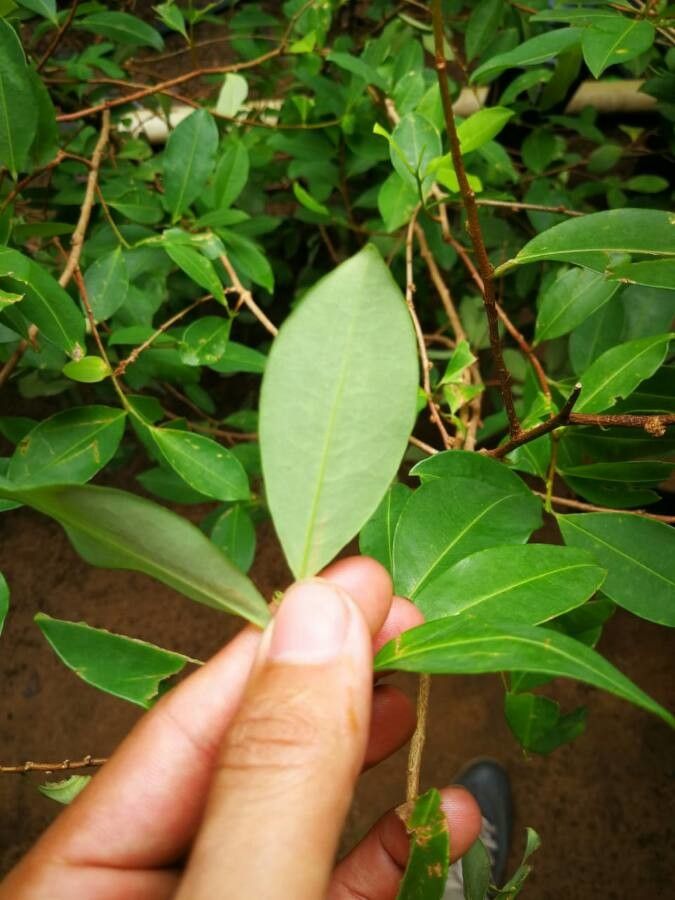 Erythroxylum coca leaf