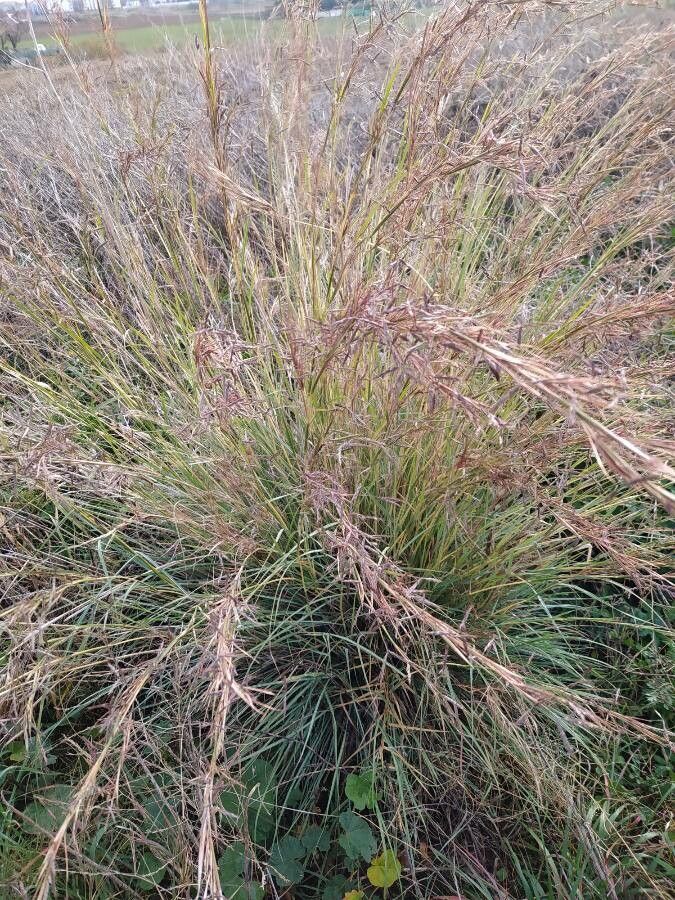 Hyparrhenia hirta leaf