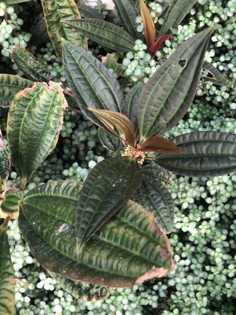 Pilea irrorata — search result for 'Pilea'