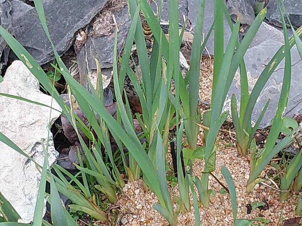 Iris oxypetala — houseplant care guide