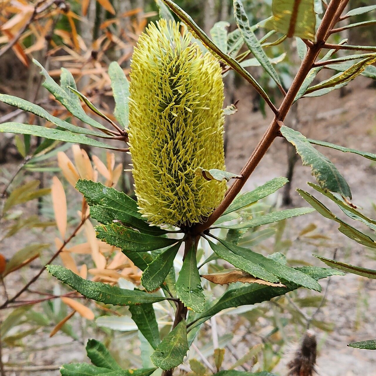 Banksia oblongifolia flower