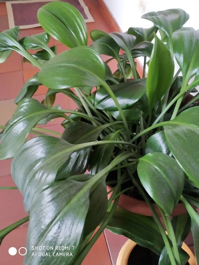 Eucharis amazonica fruit