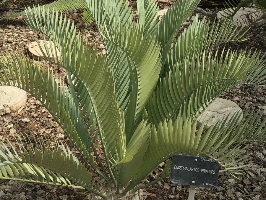 Encephalartos princeps habit