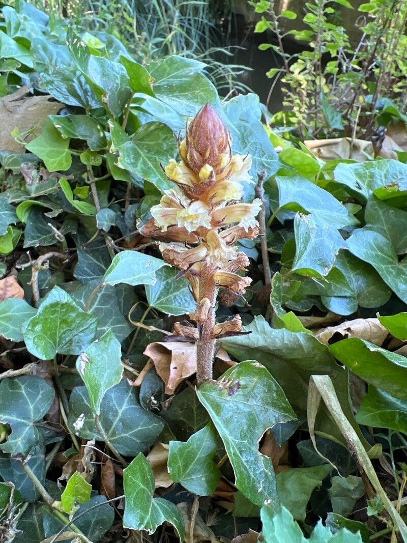 Orobanche flava leaf