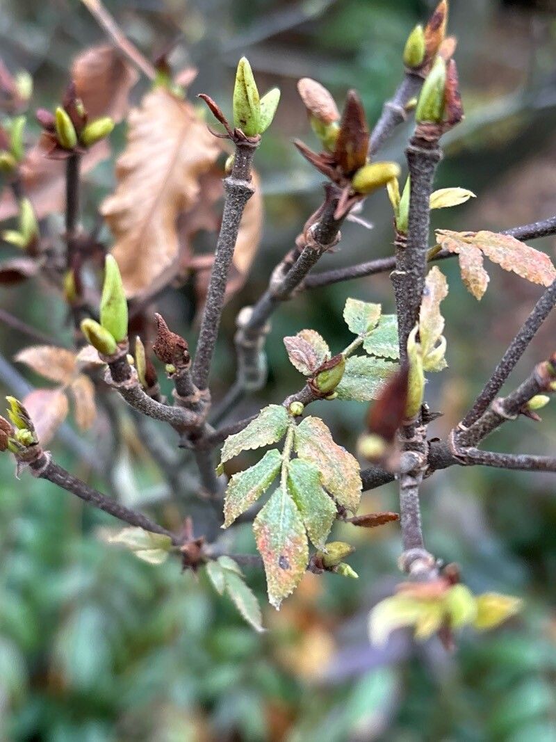 Eucryphia × intermedia — related species from the same genus