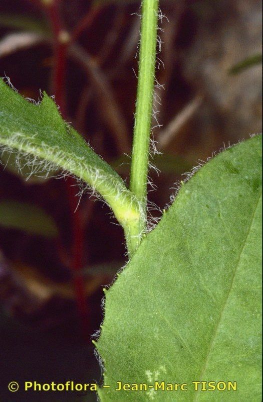 Hieracium gavellei bark