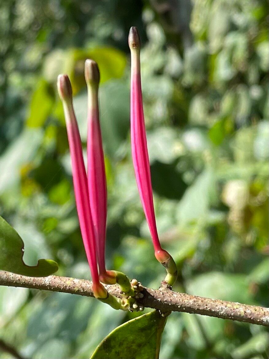 Tapinanthus constrictiflorus fruit