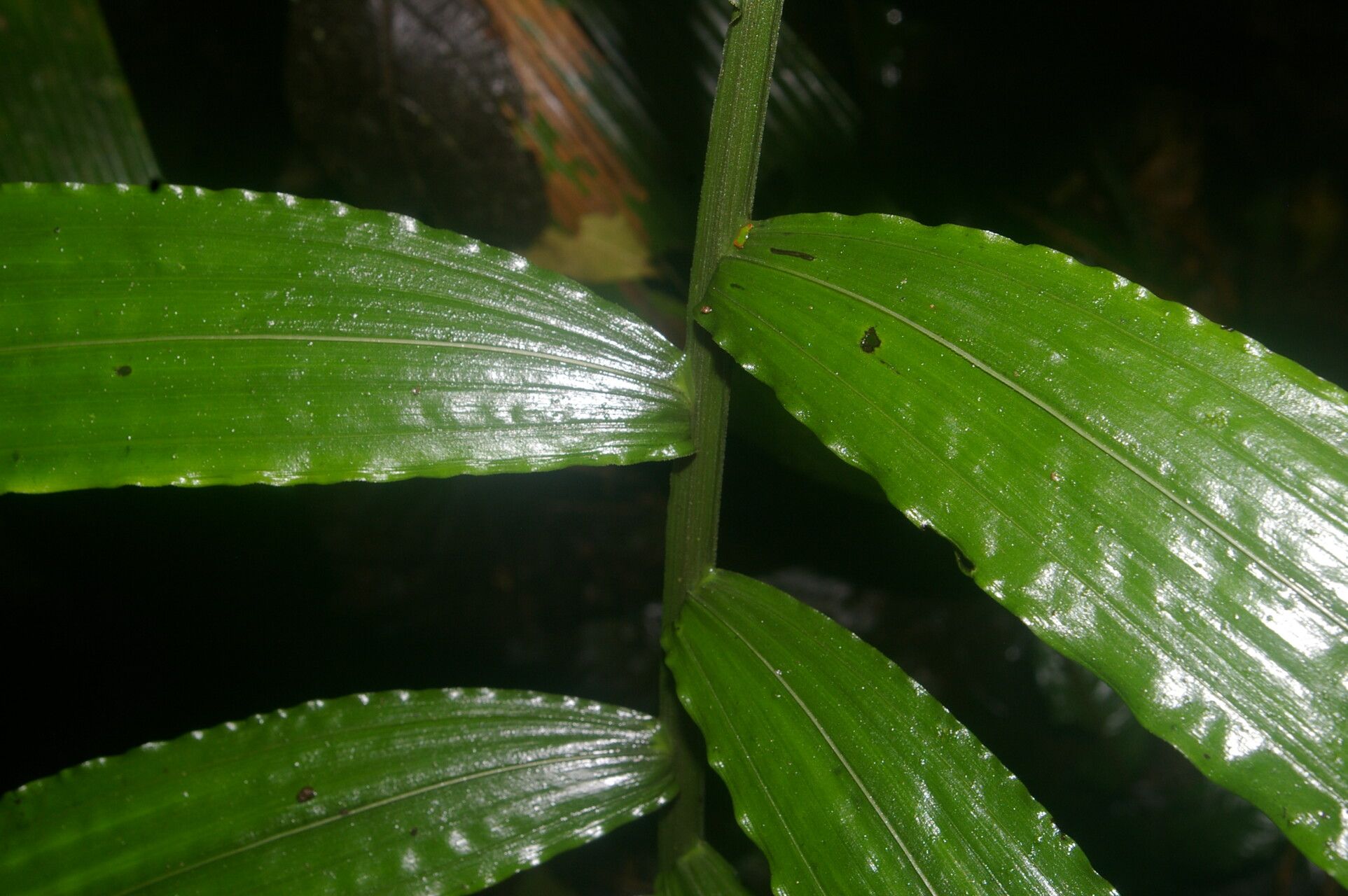 Chamaedorea undulatifolia leaf