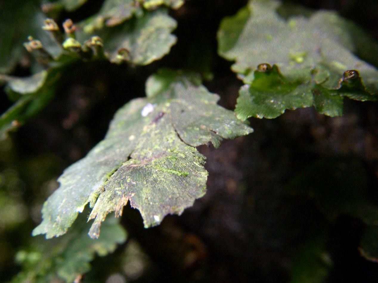 Trichomanes curtii — houseplant care guide