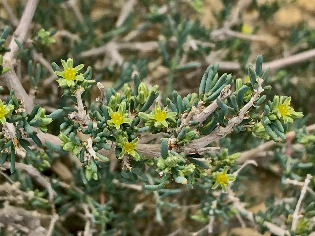 Gymnocarpos decandrus flower