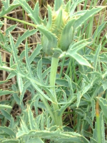Carthamus mitissimus bark