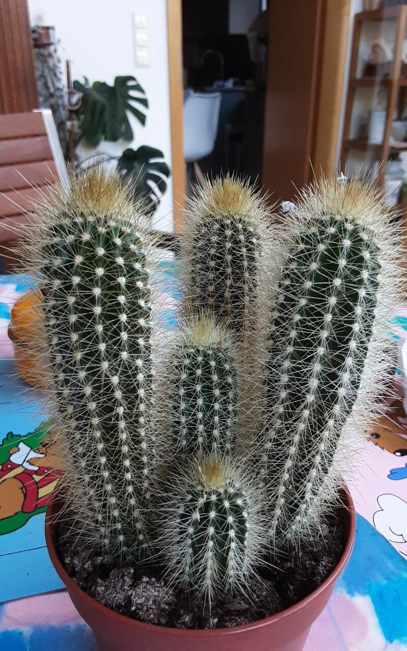Pilosocereus chrysostele bark