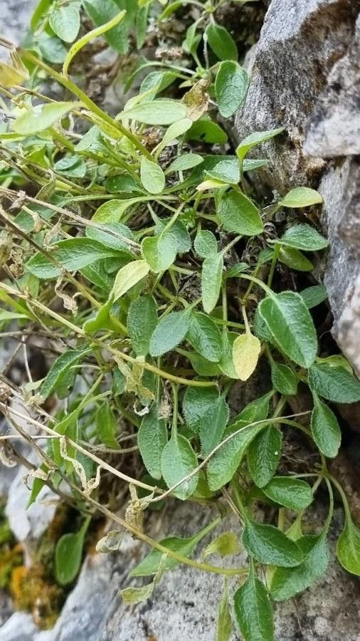 Campanula zoysii — houseplant care guide